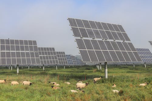 Free A Flock of Sheep in a Solar Farm Stock Photo