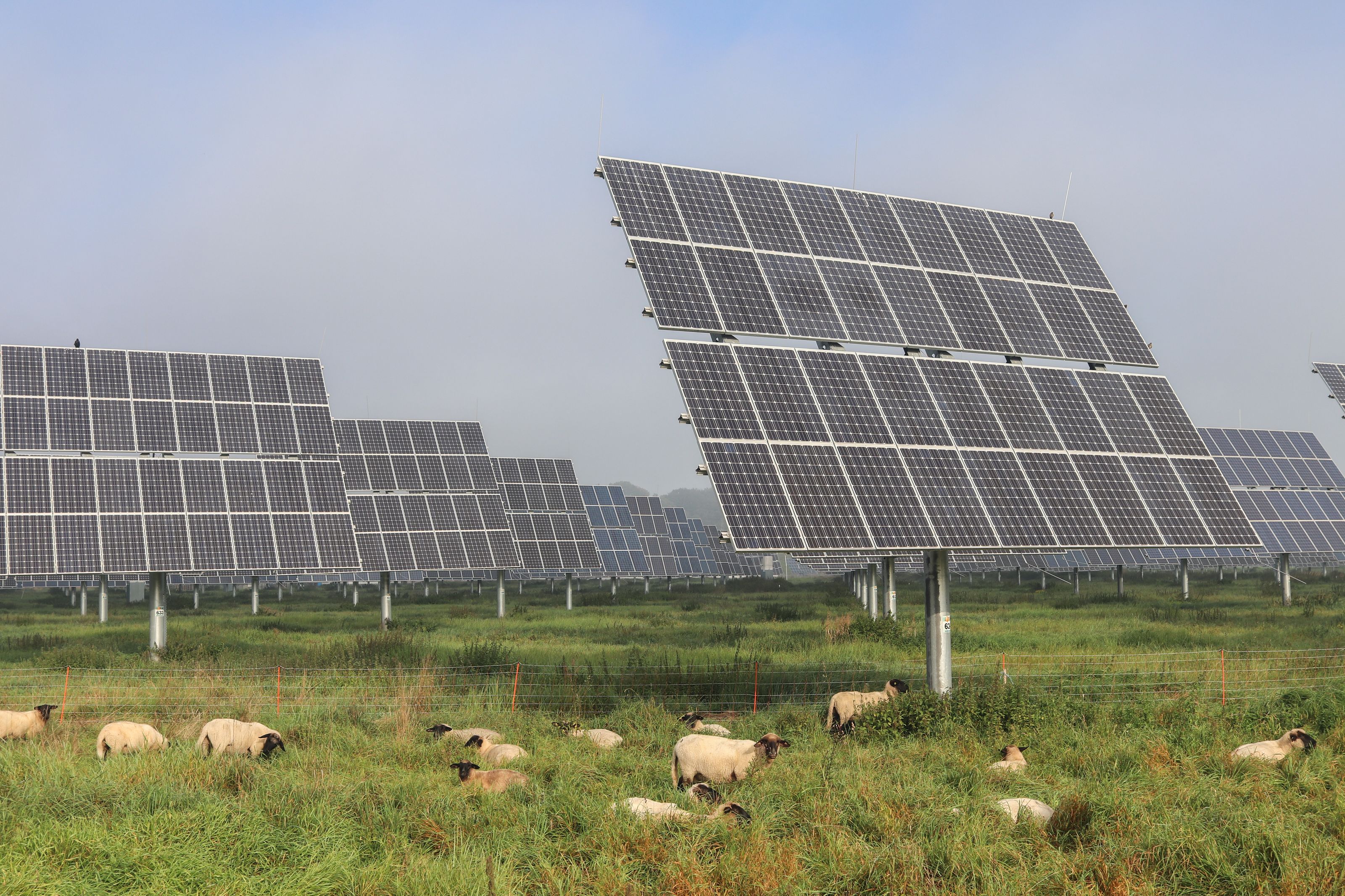 Sheep grazing under solar panels in a renewable energy farm in Germany.