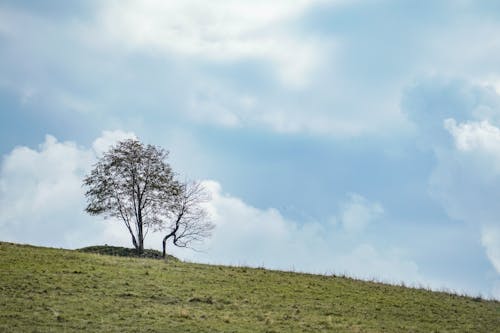 Free Trees on the Field Stock Photo