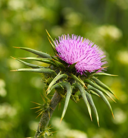 Close-up Photography Of Purple Flower