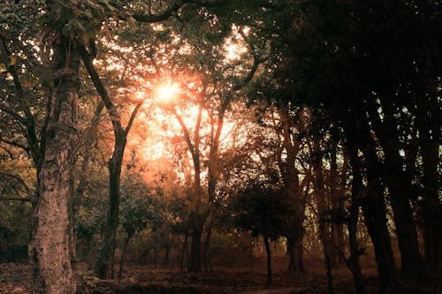 Foto d'estoc gratuïta de arbres, llum i foscor, sol daurat