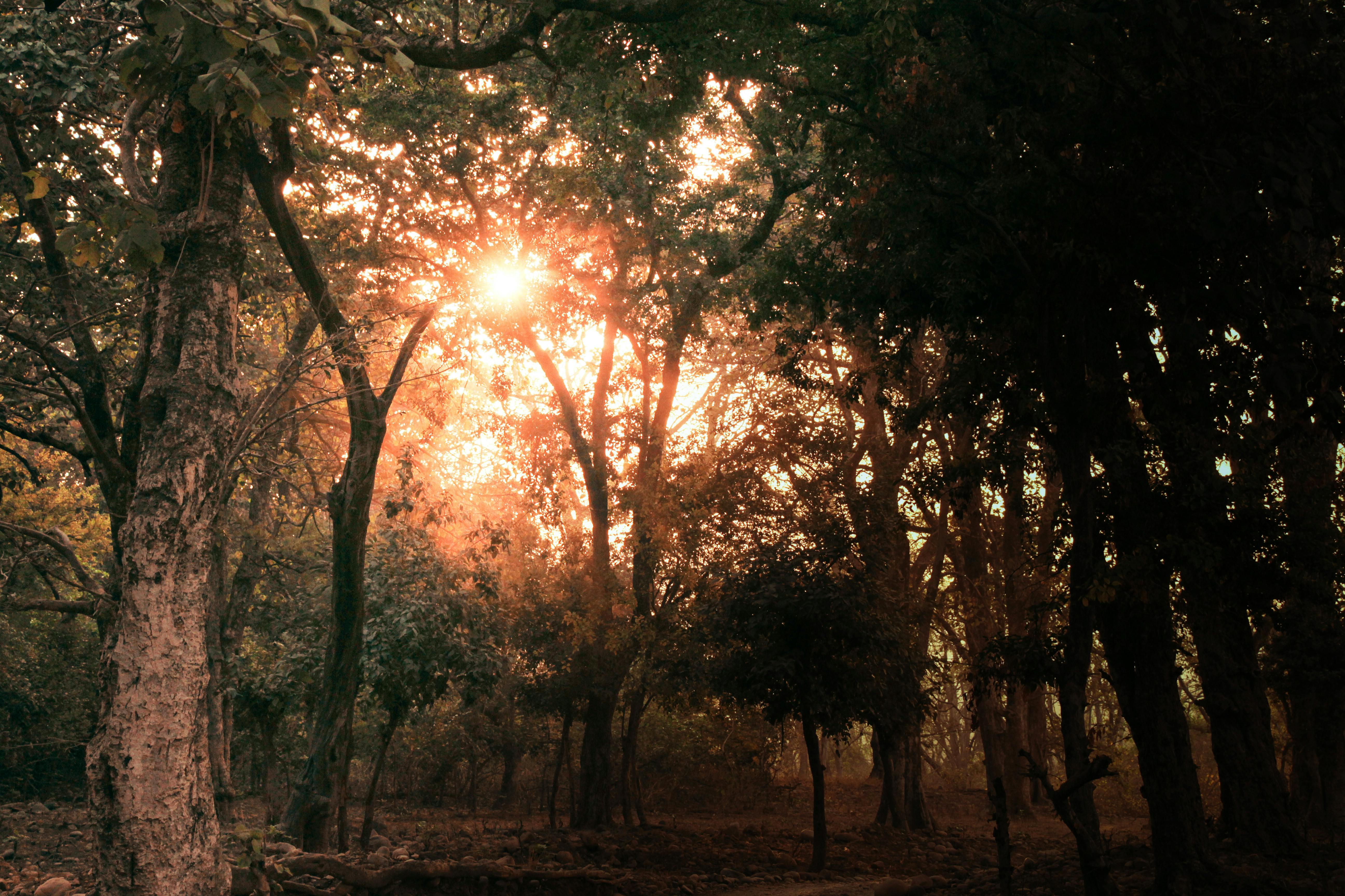 Free Stock Photo Of Golden Sun Light And Dark Trees