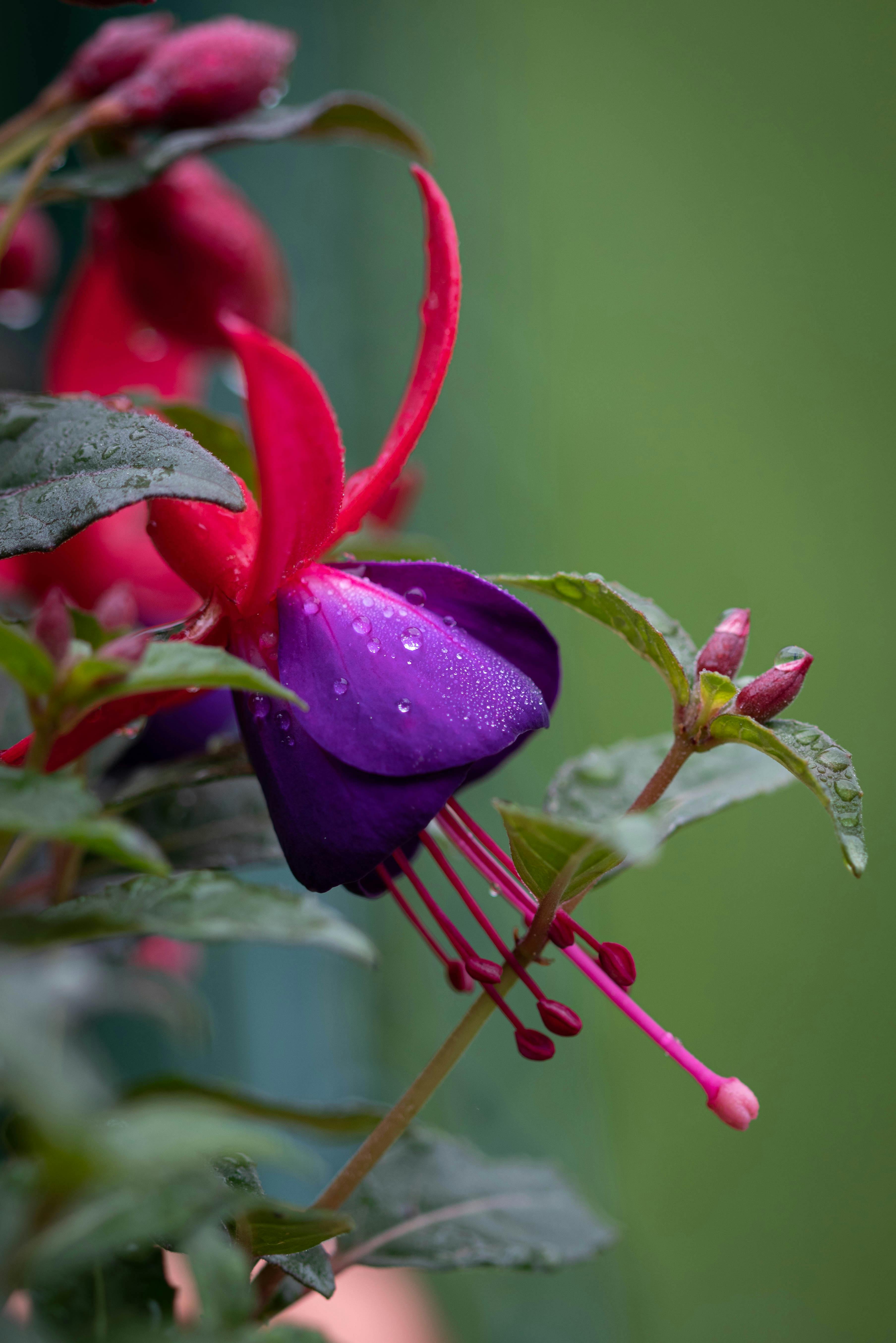 Water Droplets On Purple Flowers Free Stock Photo