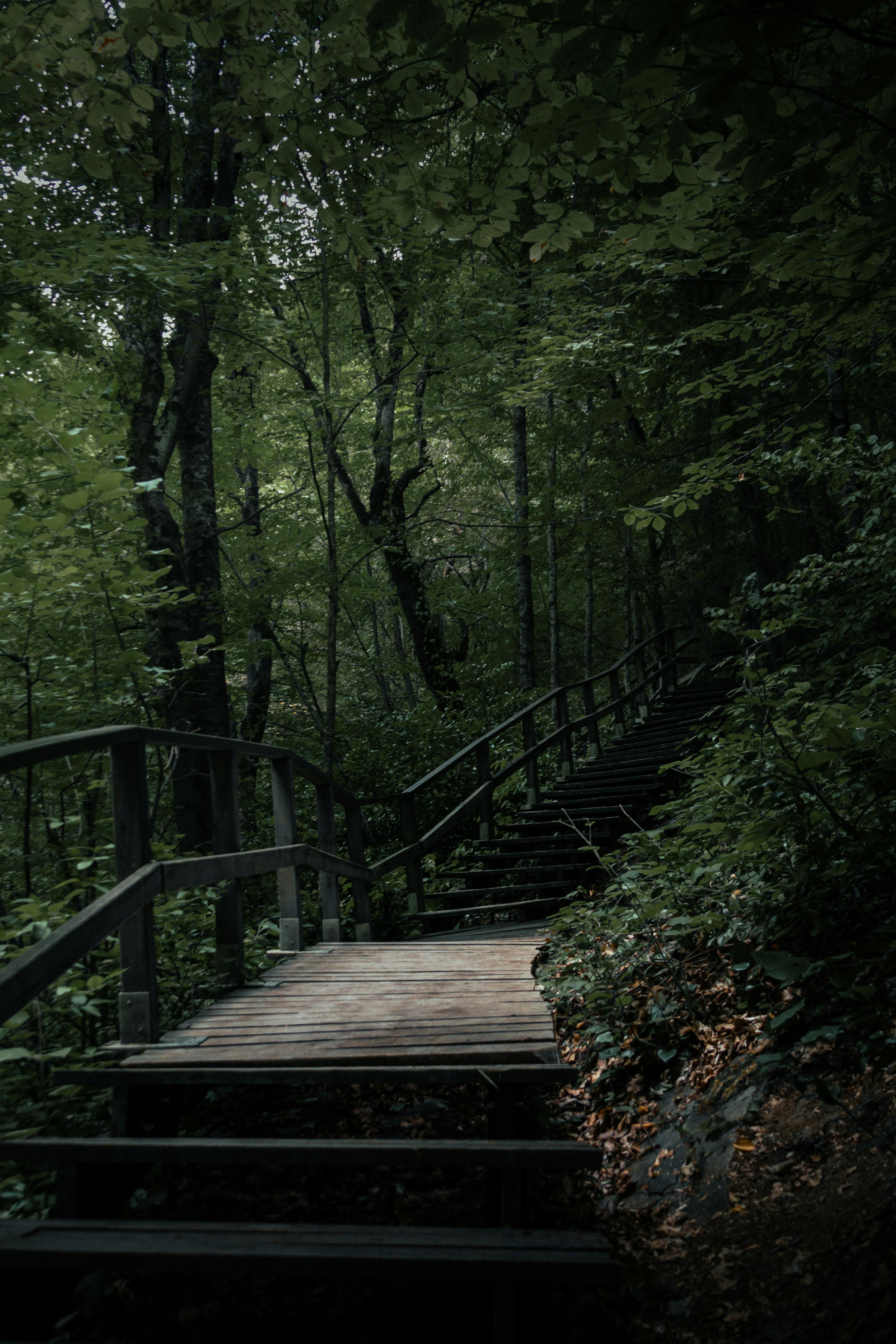 A serene wooden bridge and stairs weave through a lush forest in Erfelek, Turkey.