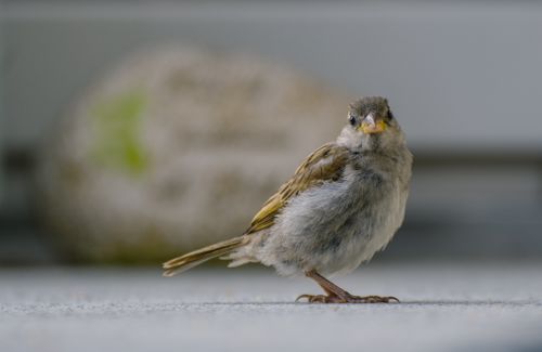 Free A sparrow perched on a surface, captured in a natural outdoor setting. Stock Photo