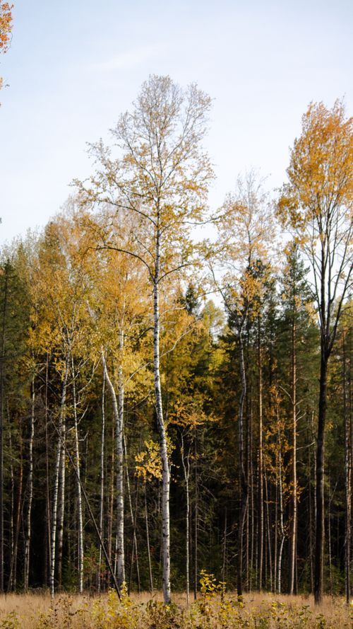 Free A picturesque view of a serene autumn forest with tall trees and colorful foliage. Stock Photo