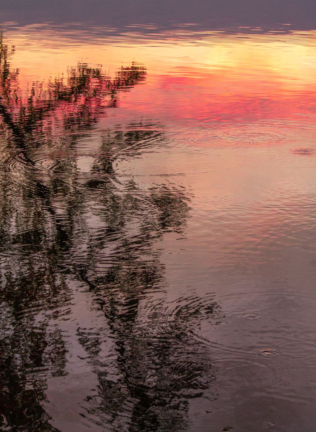 Reflections of a Tree and Sunset Sky on Body of Water · Free Stock Photo