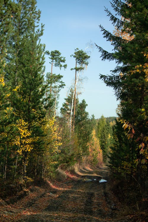 Ilmainen kuvapankkikuva tunnisteilla erämaa, luonto, metsä