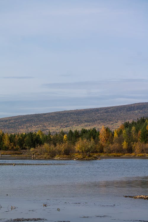 Green and Brown Trees Near Body of Water