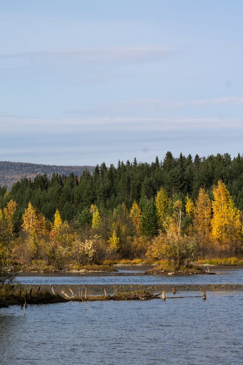 Gratis stockfoto met bomen, h2o, herfst