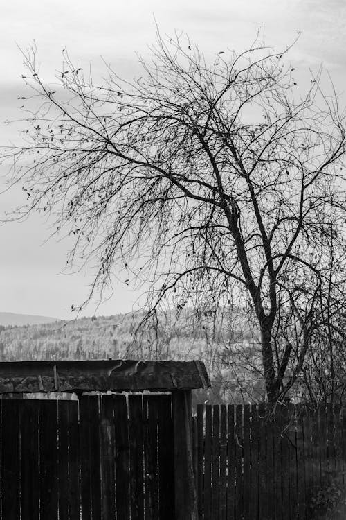 Leafless Tree Beside the Wooden Fence