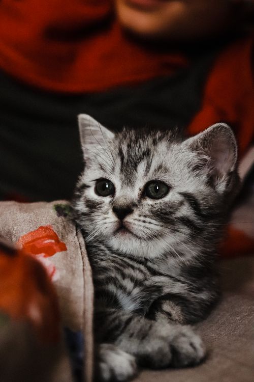 Free Close-up of a cute tabby kitten lying indoors, displaying curiosity and charm. Stock Photo