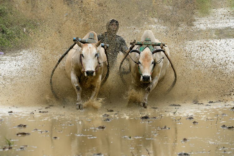 Mud Splash In A Traditional Bull Race In Indonesia