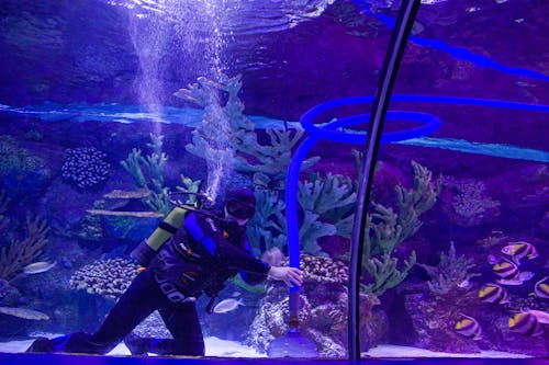 Gratis lagerfoto af akvarium, dykke, dykker Lagerfoto