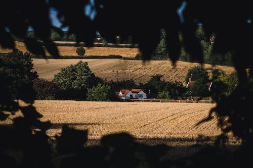 Immagine gratuita di agricoltura, alberi, azienda agricola