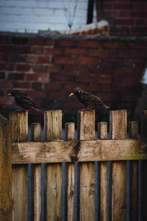 grátis Foto profissional grátis de aviário, cerca de madeira, empoleirado Foto profissional