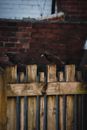 Birds Perched on Wooden Fence
