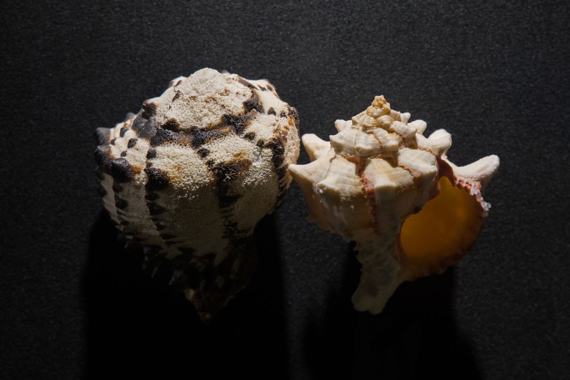 Seal Shell Seashells in Close-Up Photography · Free Stock Photo