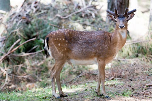 Free stock photo of animal, animal photography, deer