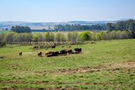 Brown Cow on Green Grass Field