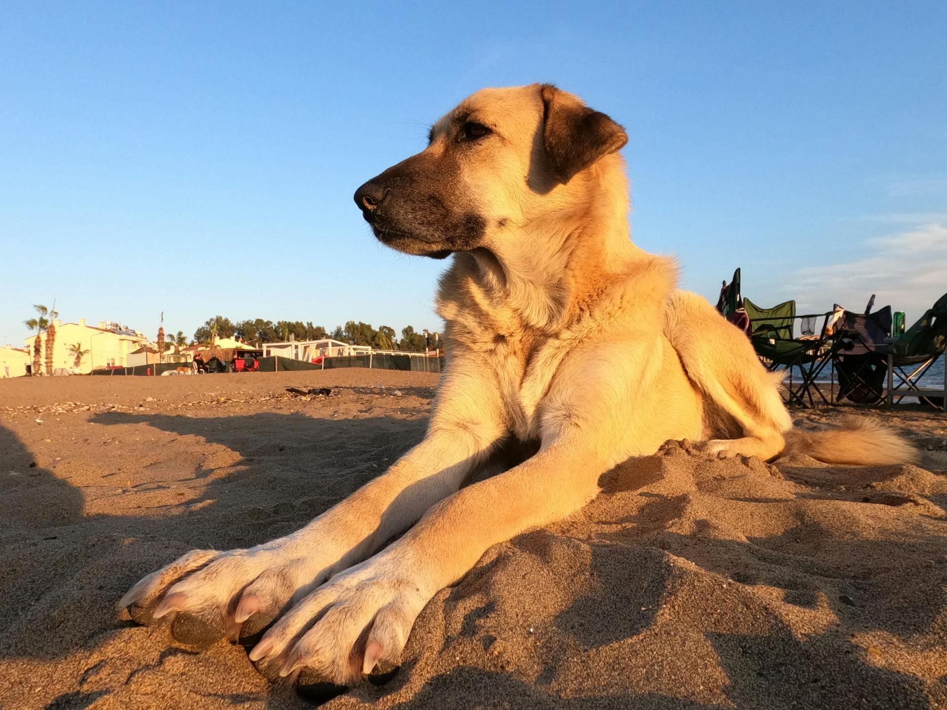 Close-Up Shot of a Kangal Shepherd Lying Down on the Sand