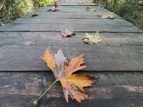 Darmowe zdjęcie z galerii z drewniana deska, jesień, liście klonu