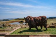 Brown Cow on Green Grass Field Near Body of Water