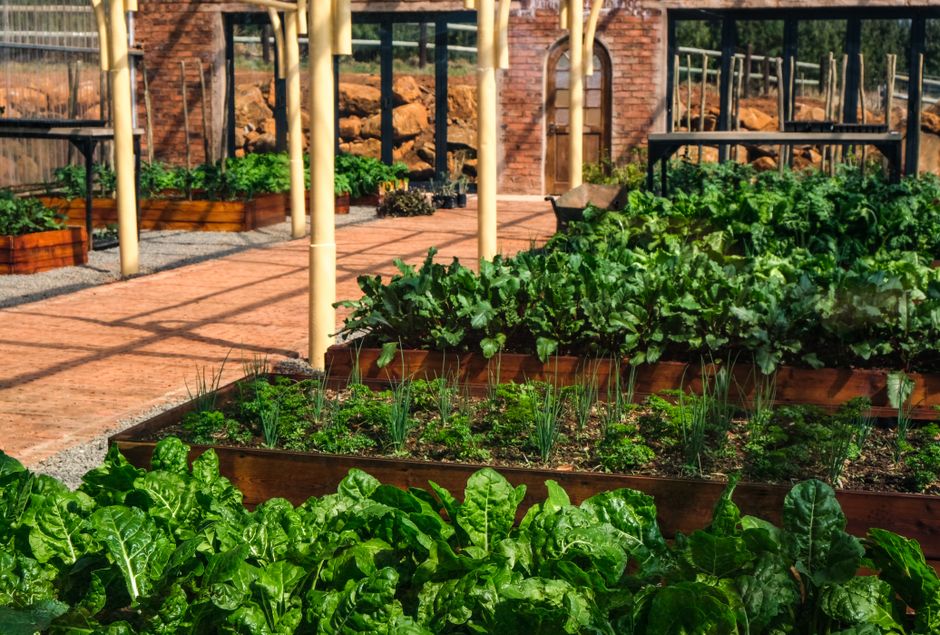 Lärchenholz-Hochbeet im sonnigen Garten mit frischer Bepflanzung