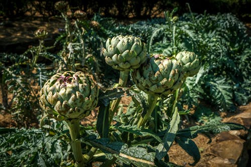 Close-Up Photo of Fresh Green Artichoke Vegetables