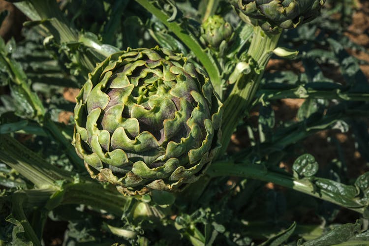 Green Plant Bud In Close Up Photography