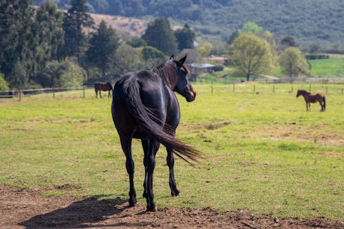 Black Horse on Green Grass Field