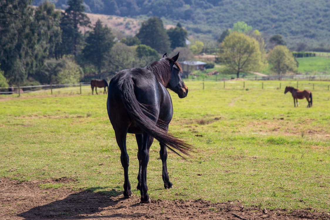 Free Black Horse on Green Grass Field Stock Photo