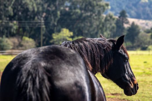 A serene black horse gazing in a sunny rural field, surrounded by lush greenery.