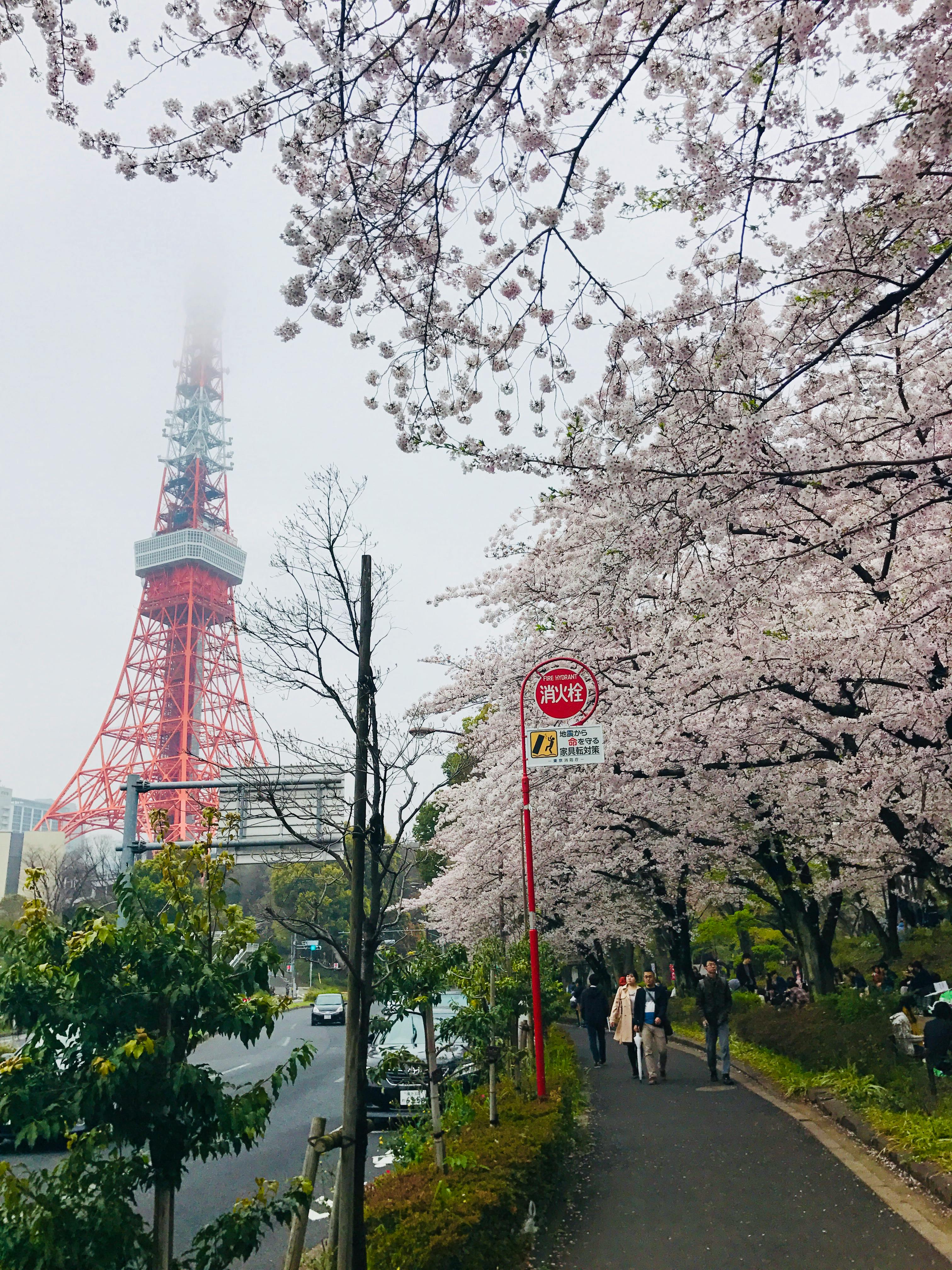 Free stock photo of sakura  tokyo 