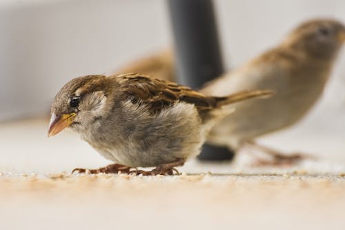 Close-Up Shot of Brown Bird