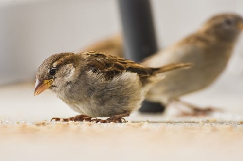 Kostenloses Stock Foto zu nahansicht, selektiven fokus, spatz