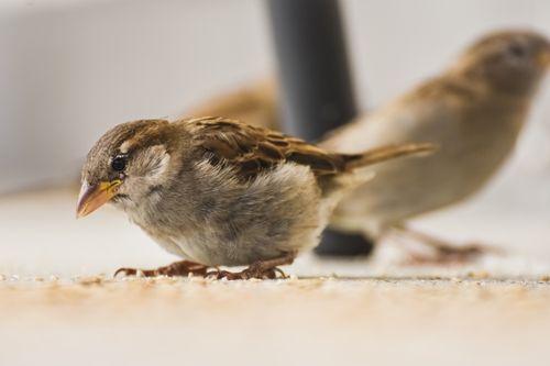 Free Detailed close-up capture of a house sparrow foraging, highlighting its soft feathers and natural curiosity. Stock Photo