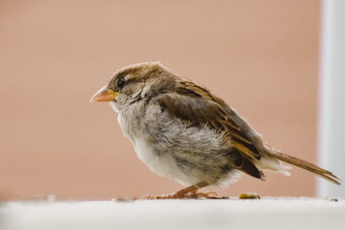 Close-Up of a House Sparrow 