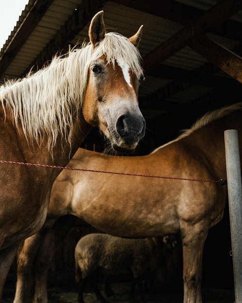 Darmowe zdjęcie z galerii z fotografia zwierzęcia, grzywa, klacz