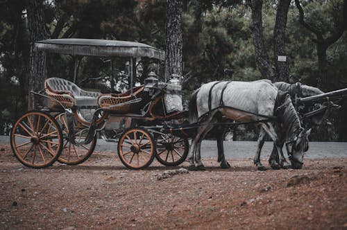 Foto d'estoc gratuïta de animal, camí de carro, carrer