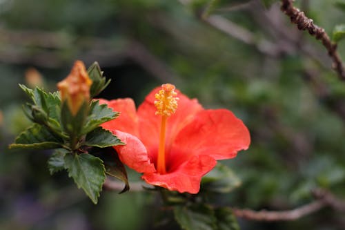 Foto d'estoc gratuïta de flor taronja, fulles, Hibisc