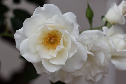 Foto d'estoc gratuïta de blanc, flors, roses