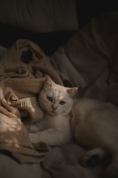 cat photo