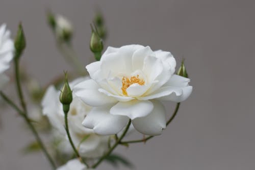 Foto d'estoc gratuïta de brots, flors, rosa blanca