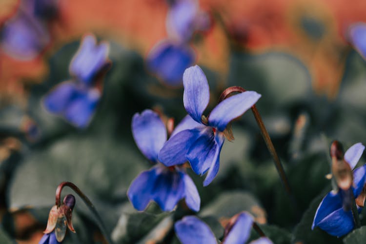 Sweet Violet Flowers In Bloom