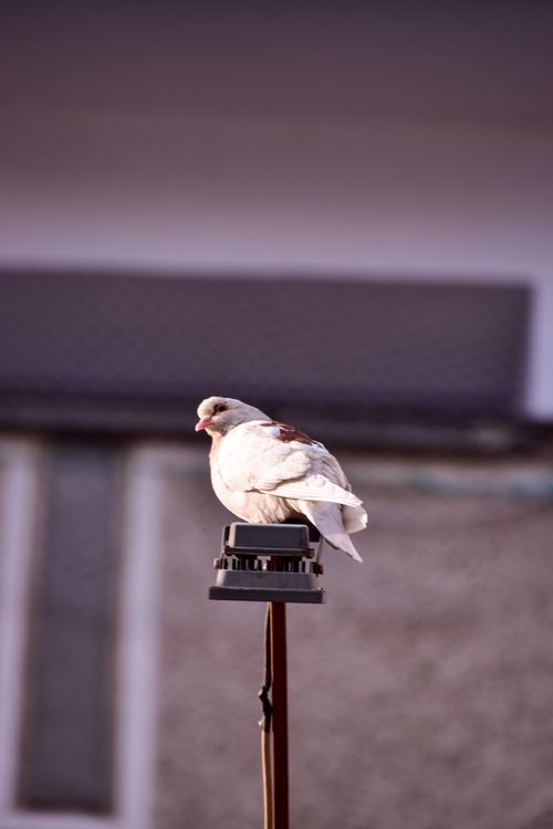 Free A white bird perched on a metal post in a blurred outdoor setting. Detailed focus with soft lighting. Stock Photo
