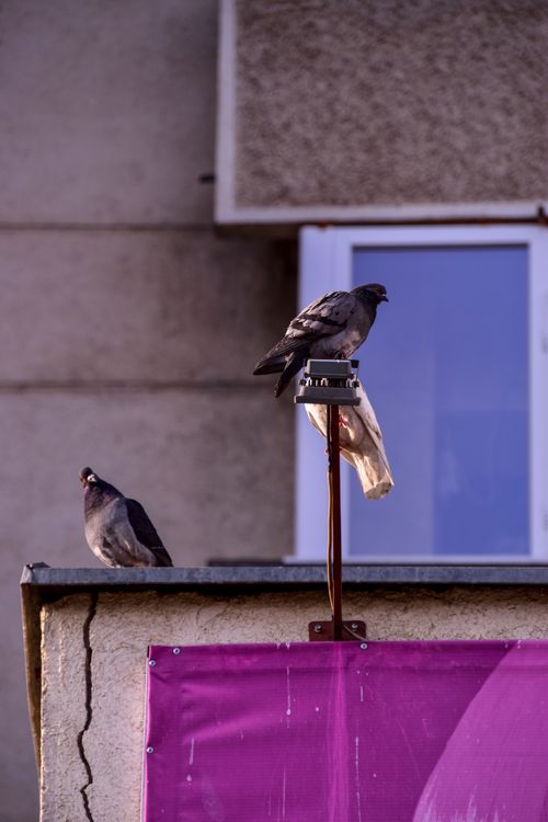 Free Two pigeons sitting on a city building antenna with a vibrant purple banner below. Stock Photo