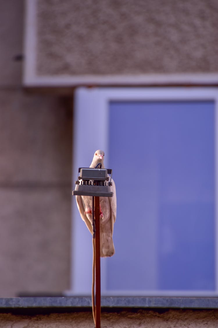 Close-up Of A Pigeon On A Pole 