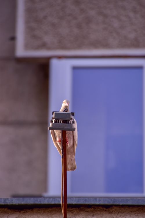 Free Pigeon perched on a pole with a blurred building background in a city setting. Stock Photo