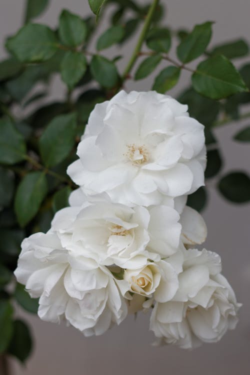 Foto d'estoc gratuïta de blanc, flors, rosa blanca